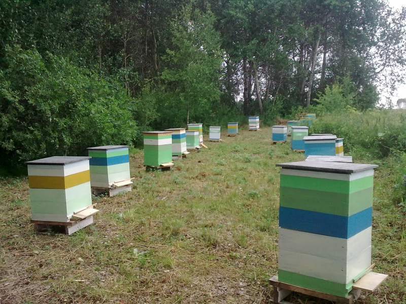 Улья на пасеке