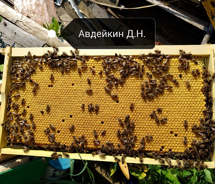 результат работы молодой матки ( без изоляторов и ограничений в засеве)